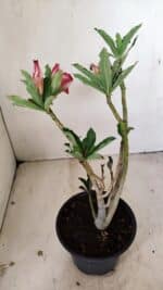 Planta Dobrada 3563 – 35cm – 03 anos - Imagem 6