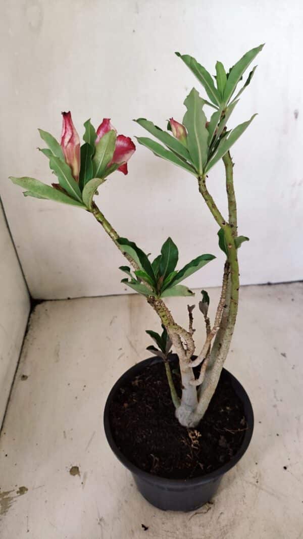 Planta Dobrada 3563 – 35cm – 03 anos - Imagem 6