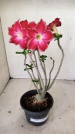 Planta Dobrada 3564 – 35cm – 03 anos - Imagem 2