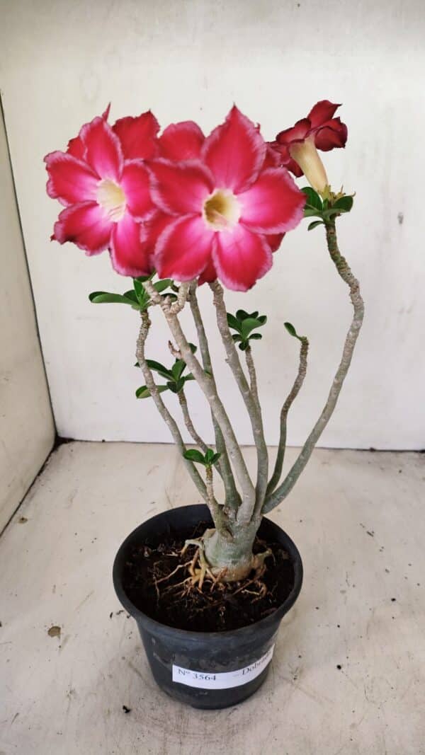 Planta Dobrada 3564 – 35cm – 03 anos - Imagem 2