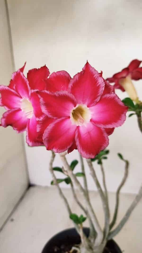 Planta Dobrada 3564 – 35cm – 03 anos - Imagem 1