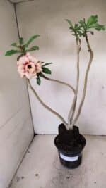 Planta Dobrada 3565 – 35cm – 03 anos - Imagem 2