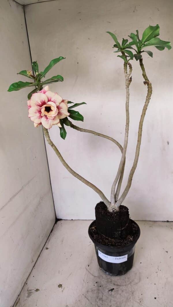 Planta Dobrada 3565 – 35cm – 03 anos - Imagem 2