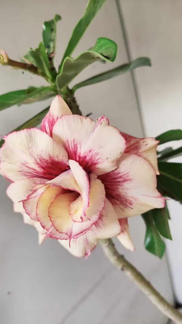 Planta Dobrada 3565 – 35cm – 03 anos - Imagem 1