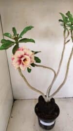 Planta Dobrada 3565 – 35cm – 03 anos - Imagem 7