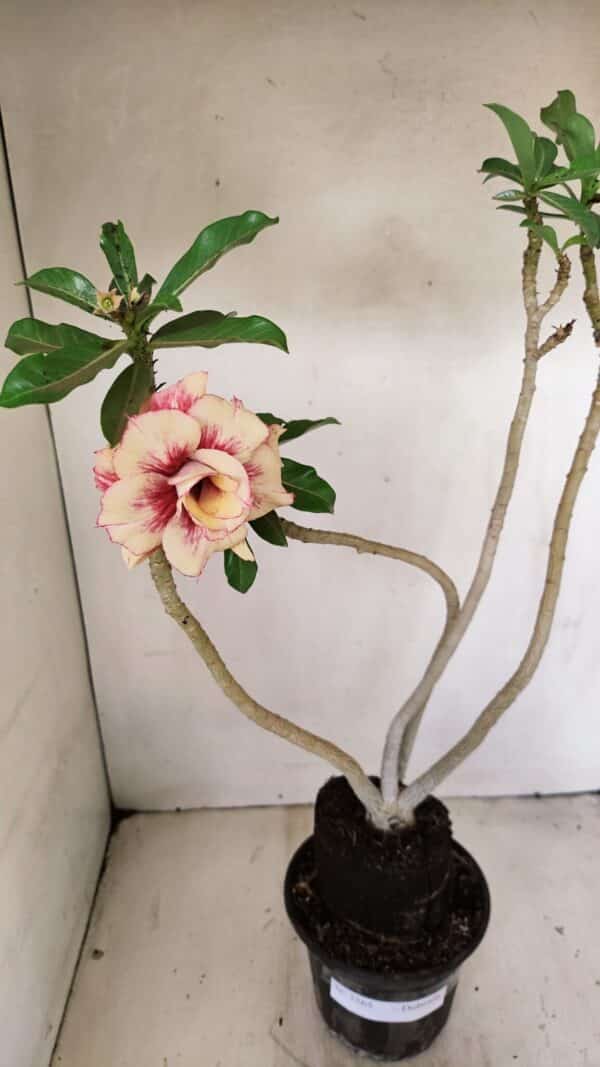 Planta Dobrada 3565 – 35cm – 03 anos - Imagem 7