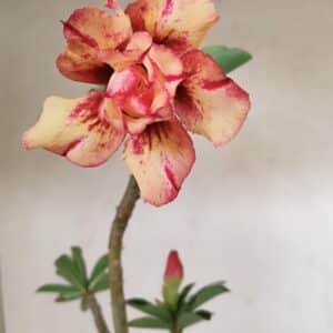 Planta Dobrada 3566 – 35cm – 03 anos