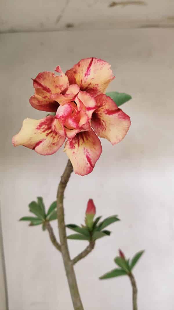 Planta Dobrada 3566 – 35cm – 03 anos - Imagem 1