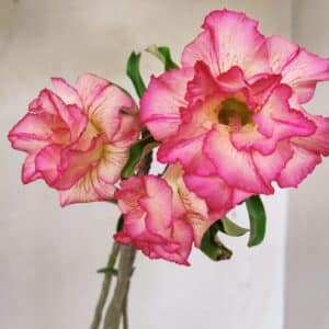 Planta Dobrada 3568 – 35cm – 03 anos