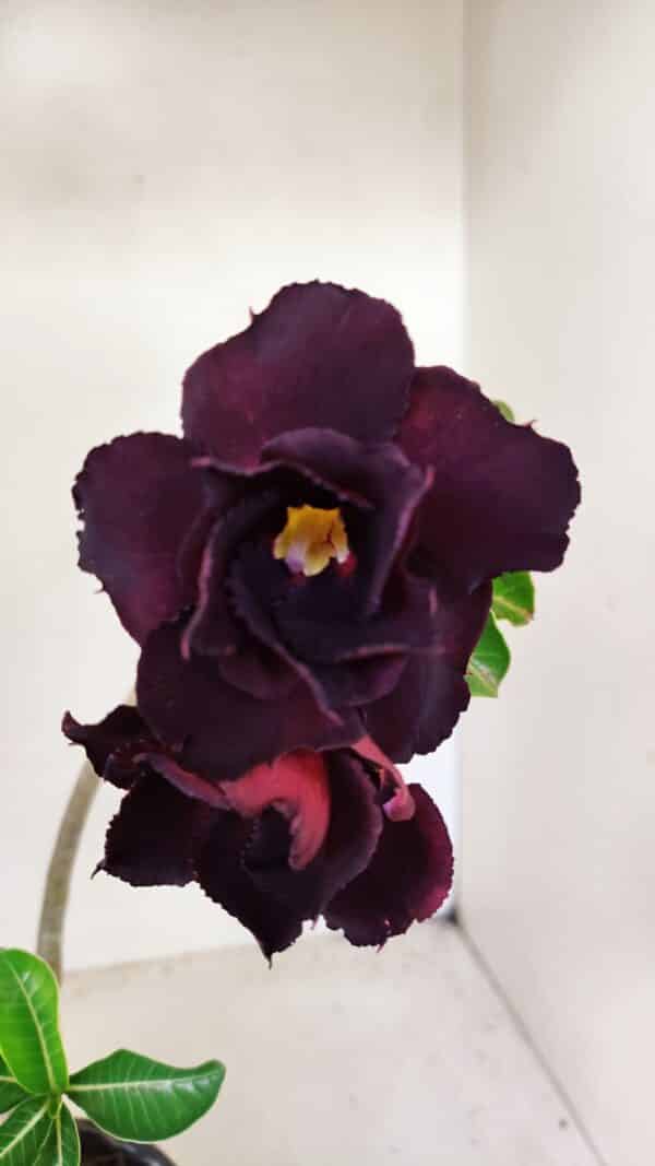 Planta Dobrada 3569 – 30cm – 02 anos - Imagem 1