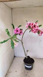 Planta Dobrada 3570 – 35cm – 03 anos - Imagem 2