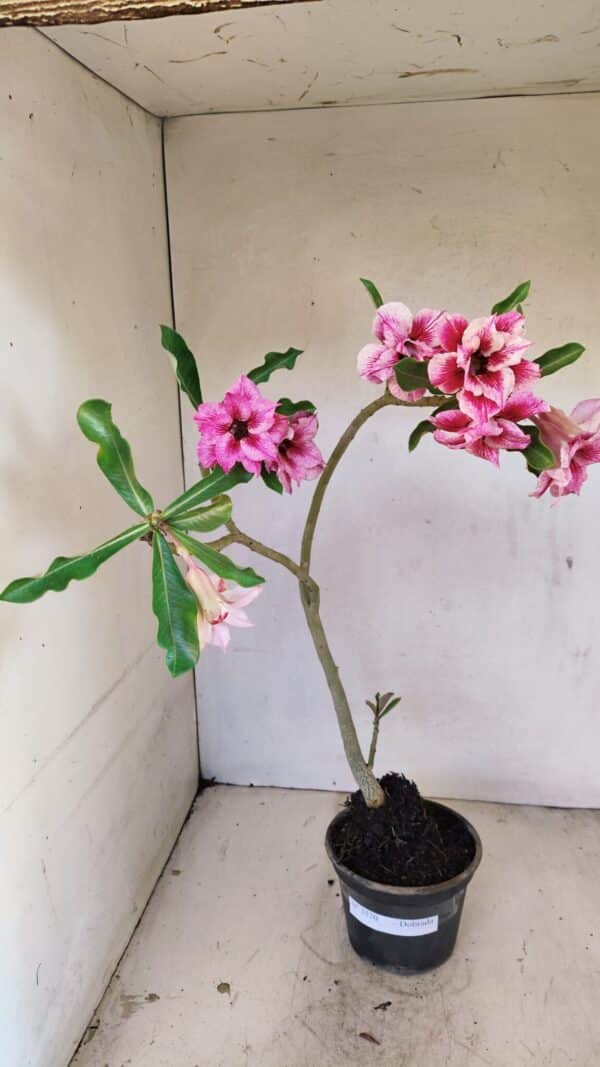 Planta Dobrada 3570 – 35cm – 03 anos - Imagem 2