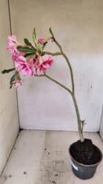 Planta Dobrada 3570 – 35cm – 03 anos - Imagem 7