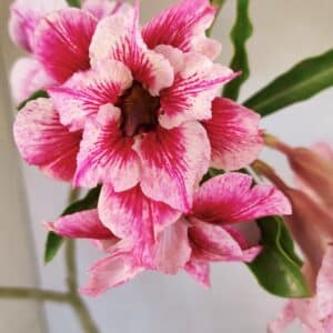 Planta Dobrada 3570 – 35cm – 03 anos