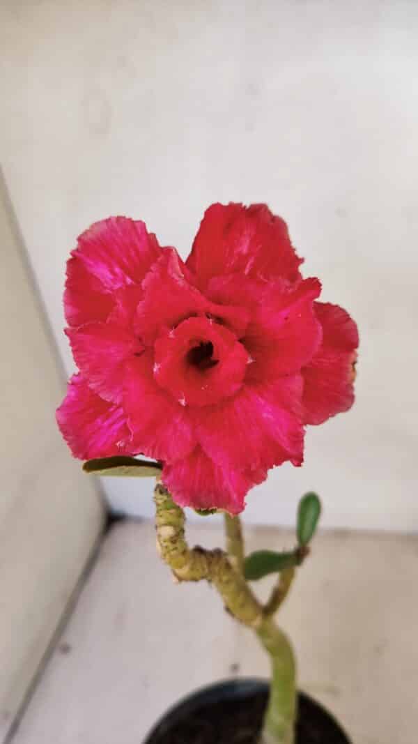 Planta Dobrada 3571 – 30cm – 02 anos - Imagem 1
