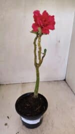 Planta Dobrada 3571 – 30cm – 02 anos - Imagem 7