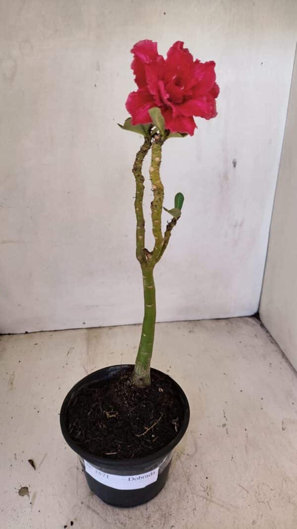 Planta Dobrada 3571 – 30cm – 02 anos - Imagem 7