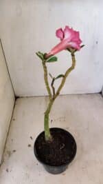 Planta Dobrada 3571 – 30cm – 02 anos - Imagem 4