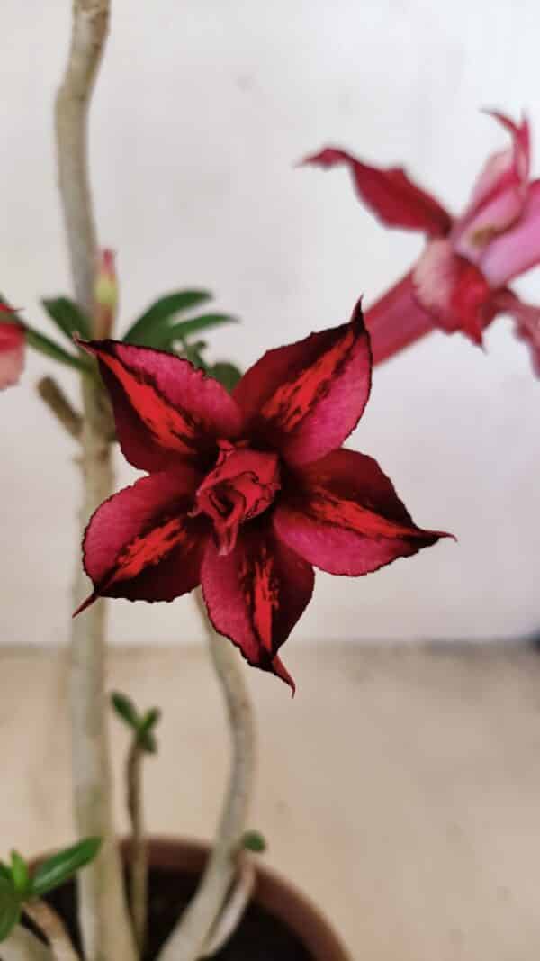 Planta Dobrada 3572 – 35cm – 03 anos - Imagem 1