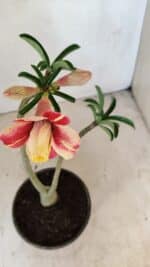 Planta Dobrada 3573 – 30cm – 02 anos - Imagem 4