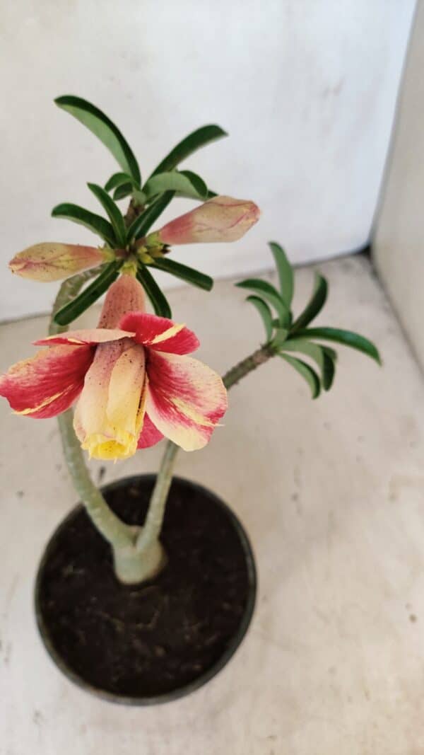 Planta Dobrada 3573 – 30cm – 02 anos - Imagem 4