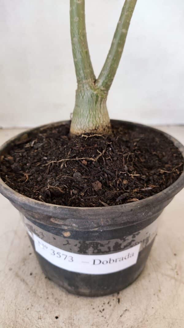 Planta Dobrada 3573 – 30cm – 02 anos - Imagem 7