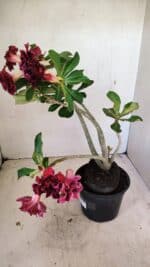 Planta Dobrada 3574 – 35cm – 03 anos - Imagem 8