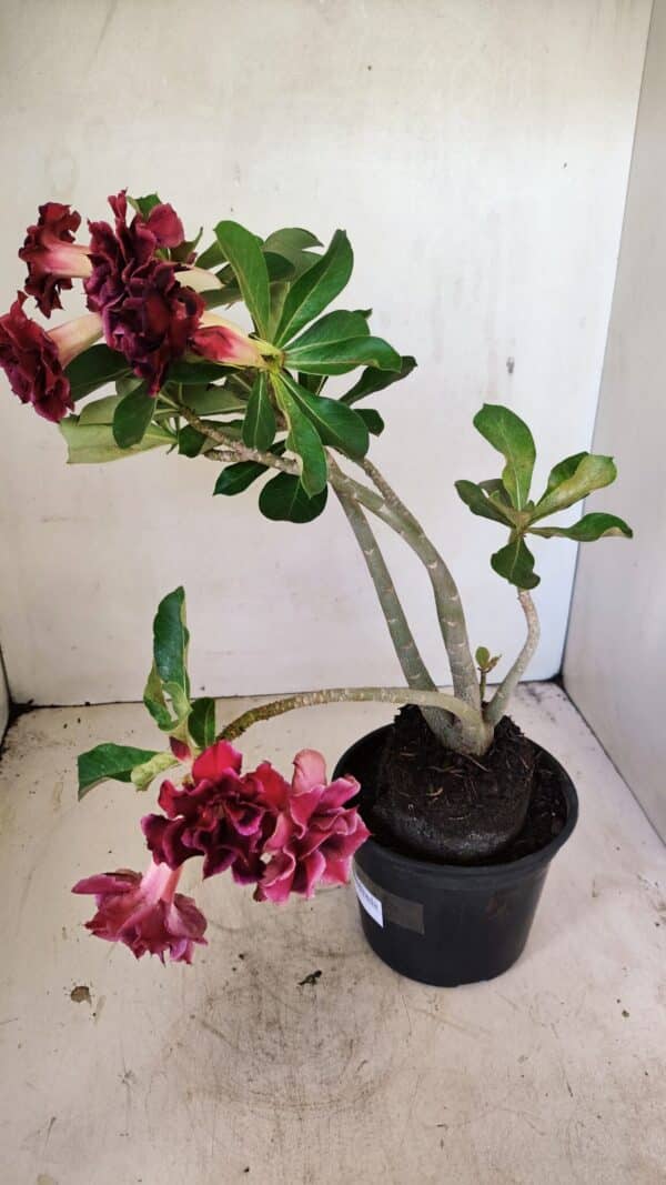 Planta Dobrada 3574 – 35cm – 03 anos - Imagem 8