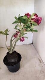 Planta Dobrada 3574 – 35cm – 03 anos - Imagem 7