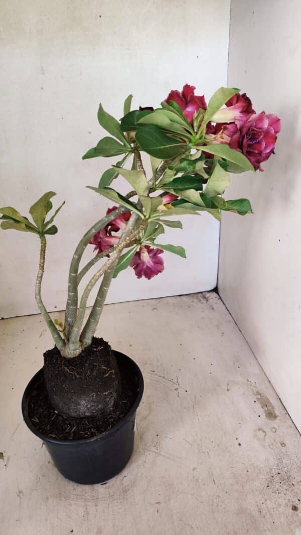 Planta Dobrada 3574 – 35cm – 03 anos - Imagem 7