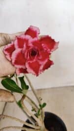 Planta Dobrada 3575 – 35cm – 03 anos