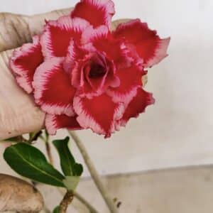 Planta Dobrada 3575 – 35cm – 03 anos