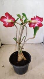Planta Dobrada 3575 – 35cm – 03 anos - Imagem 6