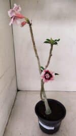 Planta Dobrada 3576 – 35cm – 03 anos - Imagem 2