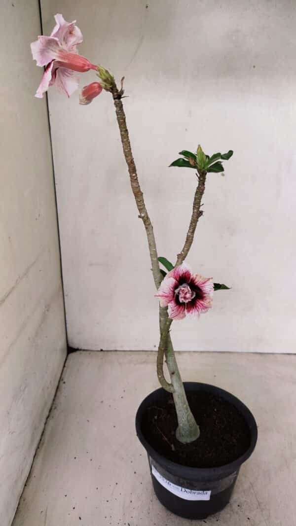 Planta Dobrada 3576 – 35cm – 03 anos - Imagem 2