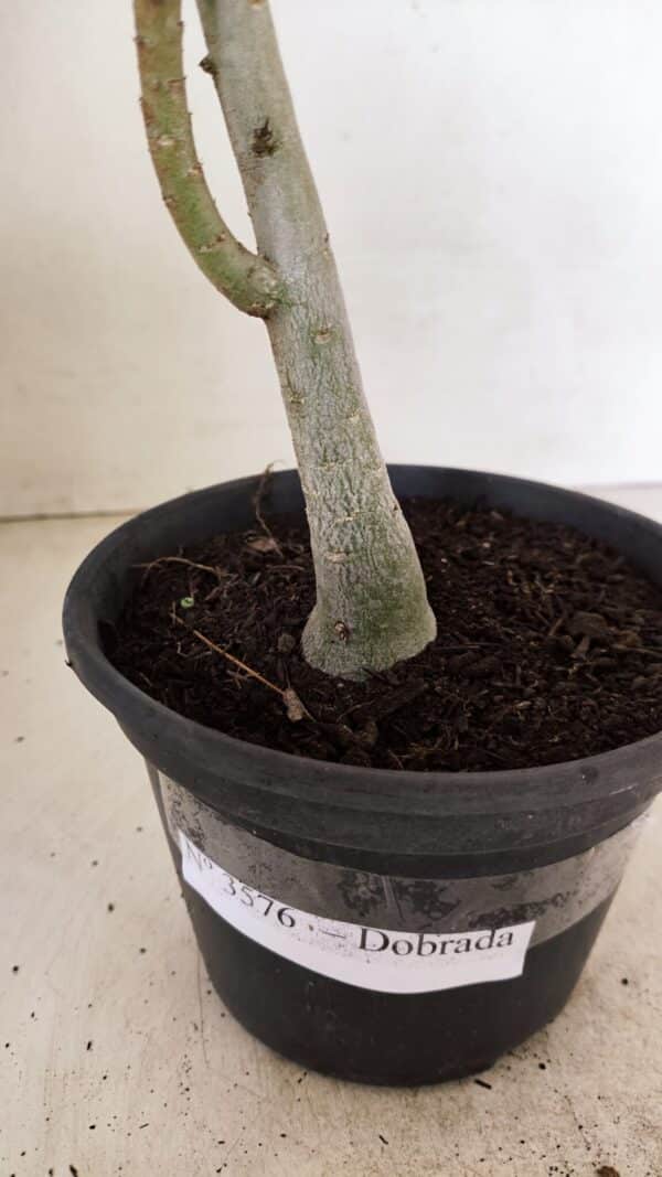 Planta Dobrada 3576 – 35cm – 03 anos - Imagem 6