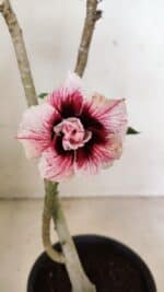 Planta Dobrada 3576 – 35cm – 03 anos