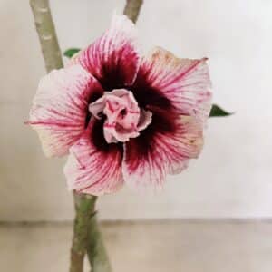 Planta Dobrada 3576 – 35cm – 03 anos