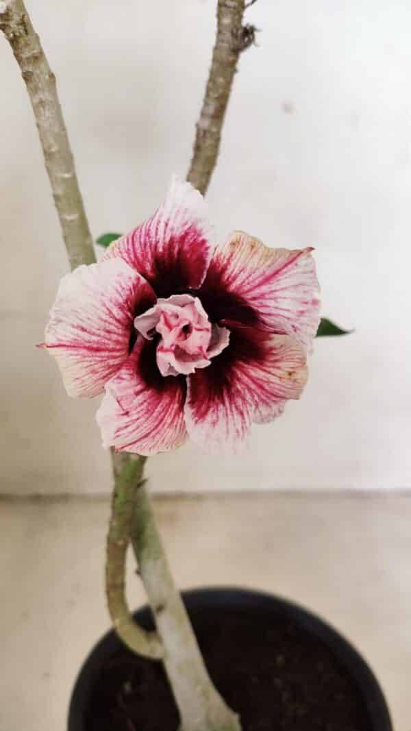 Planta Dobrada 3576 – 35cm – 03 anos - Imagem 1