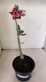 Planta Dobrada 3577 – 35cm – 03 anos - Imagem 2