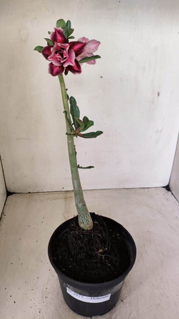 Planta Dobrada 3577 – 35cm – 03 anos - Imagem 2