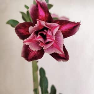 Planta Dobrada 3577 – 35cm – 03 anos