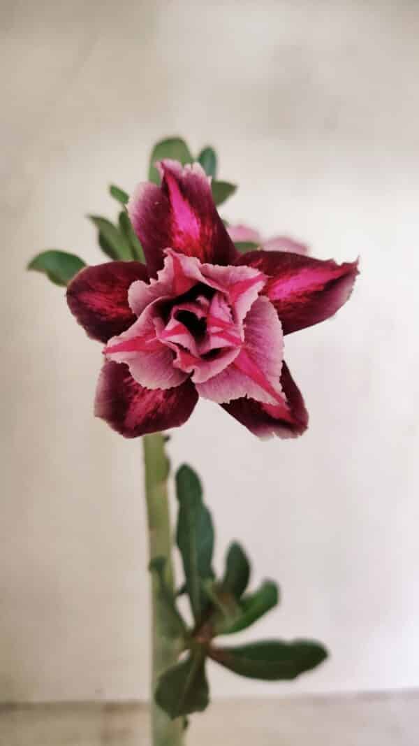 Planta Dobrada 3577 – 35cm – 03 anos - Imagem 1