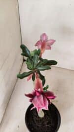 Planta Dobrada 3577 – 35cm – 03 anos - Imagem 4