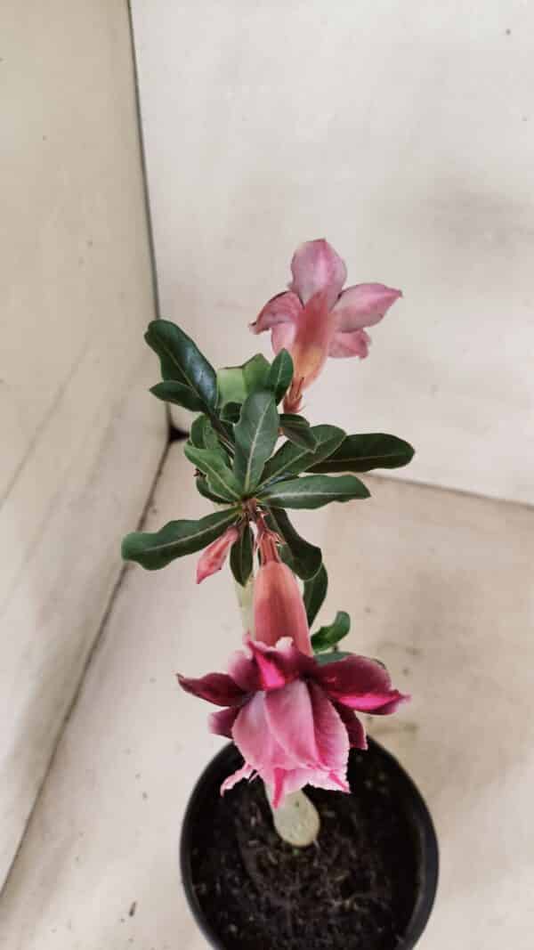Planta Dobrada 3577 – 35cm – 03 anos - Imagem 4