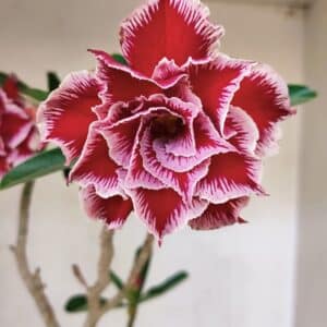 Planta Dobrada 3579 – 60cm – 04 anos