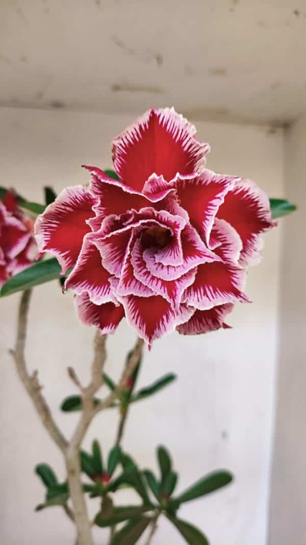 Planta Dobrada 3579 – 60cm – 04 anos - Imagem 1