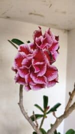 Planta Dobrada 3579 – 60cm – 04 anos - Imagem 4