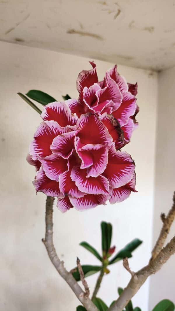 Planta Dobrada 3579 – 60cm – 04 anos - Imagem 4