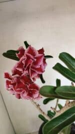 Planta Dobrada 3579 – 60cm – 04 anos - Imagem 5
